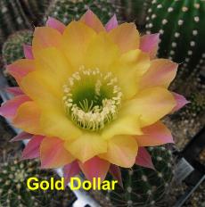 EP-H. Gold Dollar.4.1.jpg 